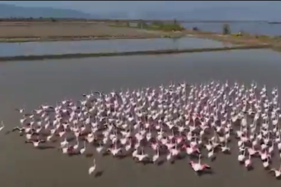Aydın Söke’de flamingolar ve yaban kuşları için doğaya yardım