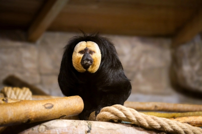 Eskişehir Hayvanat Bahçesi’ne 30 yeni tür kazandırıldı