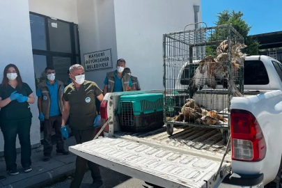 Kayseri Büyükşehir 35 yaban kuşunu doğaya kazandırdı