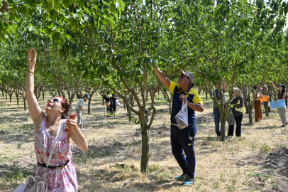 Başkentliler ATA Çiftliği’nde hasat coşkusunu yaşadı