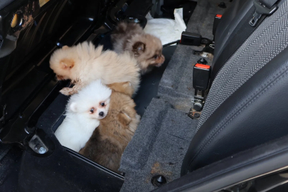 Kapıkule’de araçta gizlenen 5 yavru köpek ele geçirildi